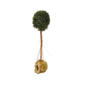 Tall Topiary Tree-0